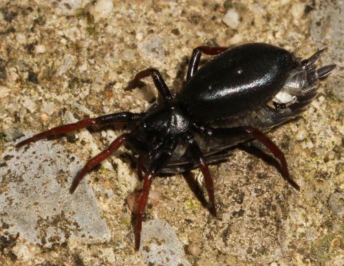 Trachyzelotes pedestris